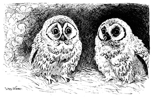 Louis Wain - Owls - Mug