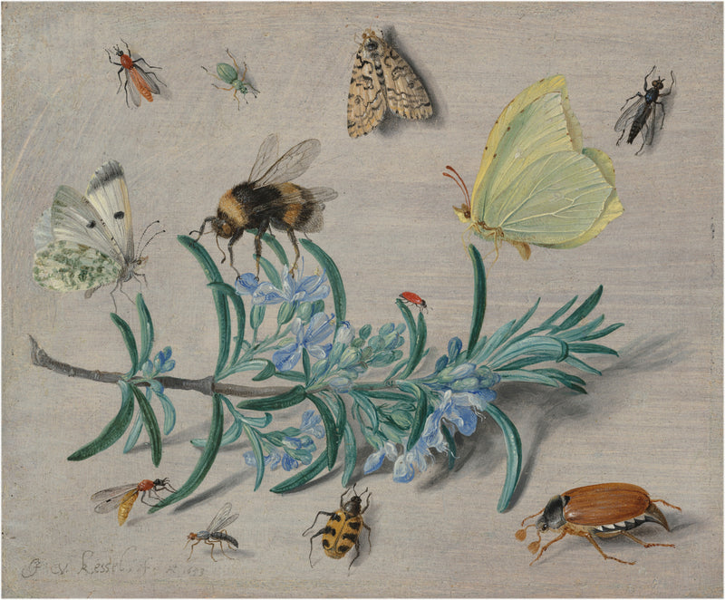 Jan van Kessel - Insect and a Sprig of Rosemary - Softcover Notebook